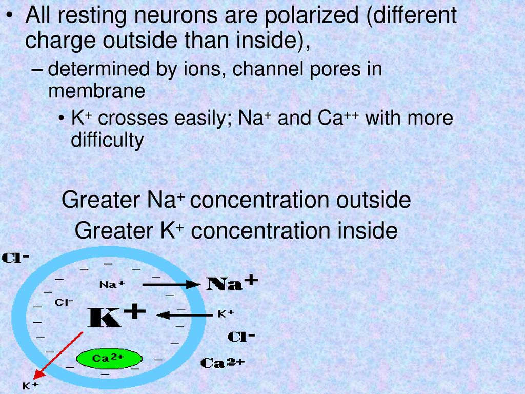 Greater Na+ concentration outside Greater K+ concentration inside