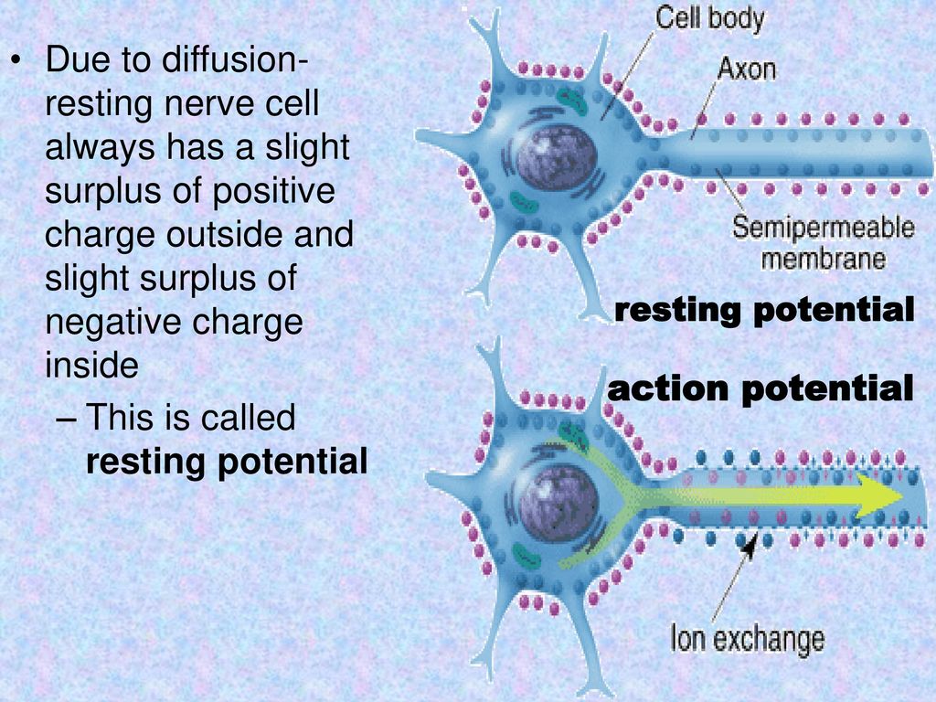 resting potential action potential
