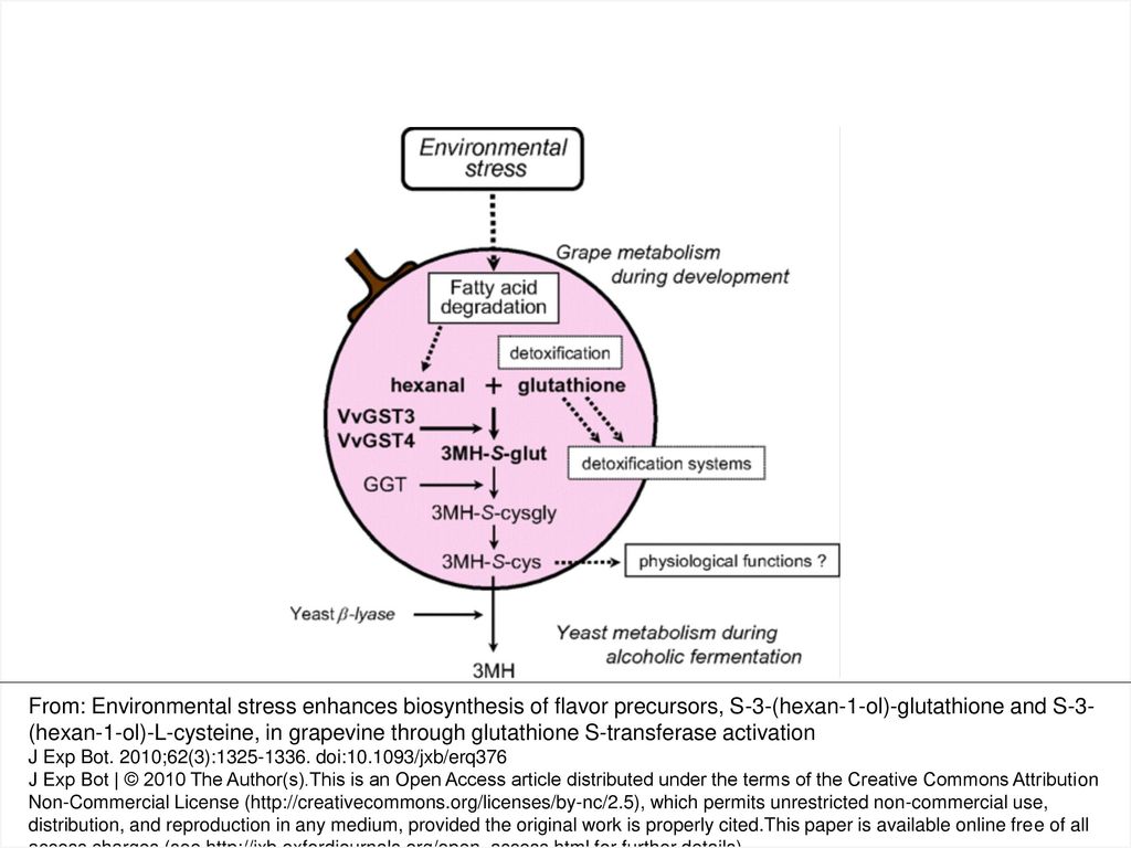 Fig. 6. Hypothetical pathway for the biosynthesis of 3MH-S-glut and 3MH-S-cys in grapevine exposed to environmental stress conditions.