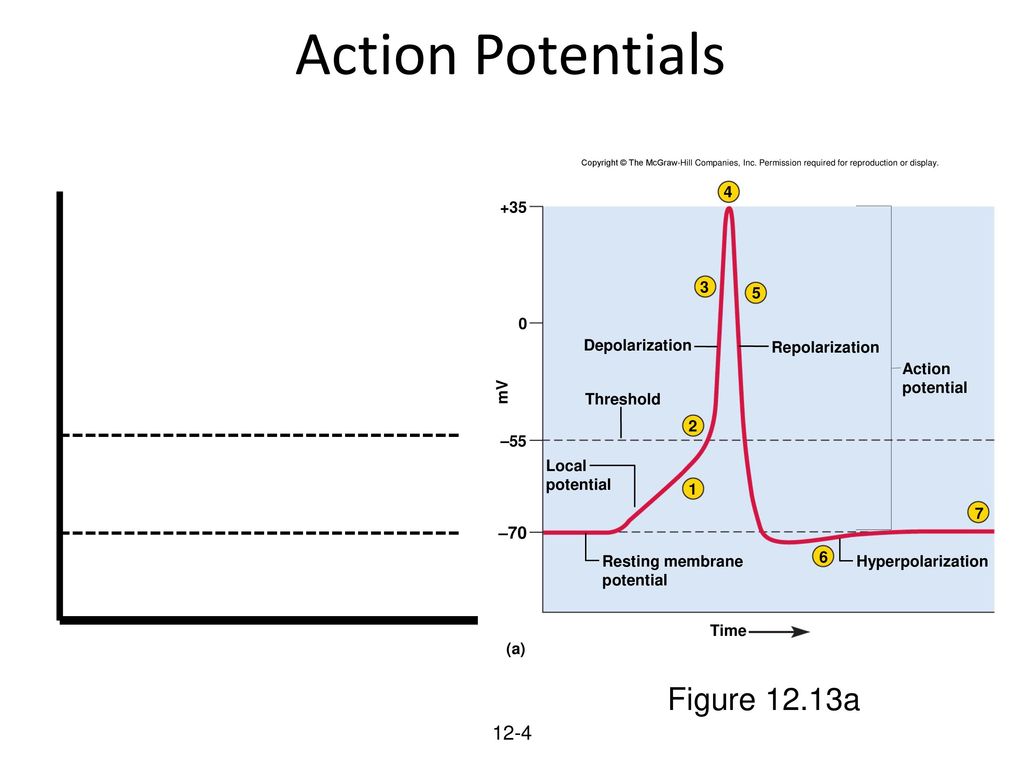 Action Potentials Figure 12.13a – Depolarization