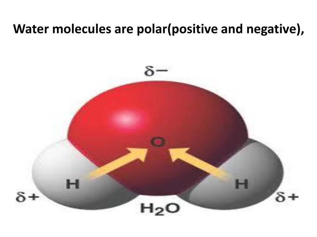 Water molecules are polar(positive and negative),