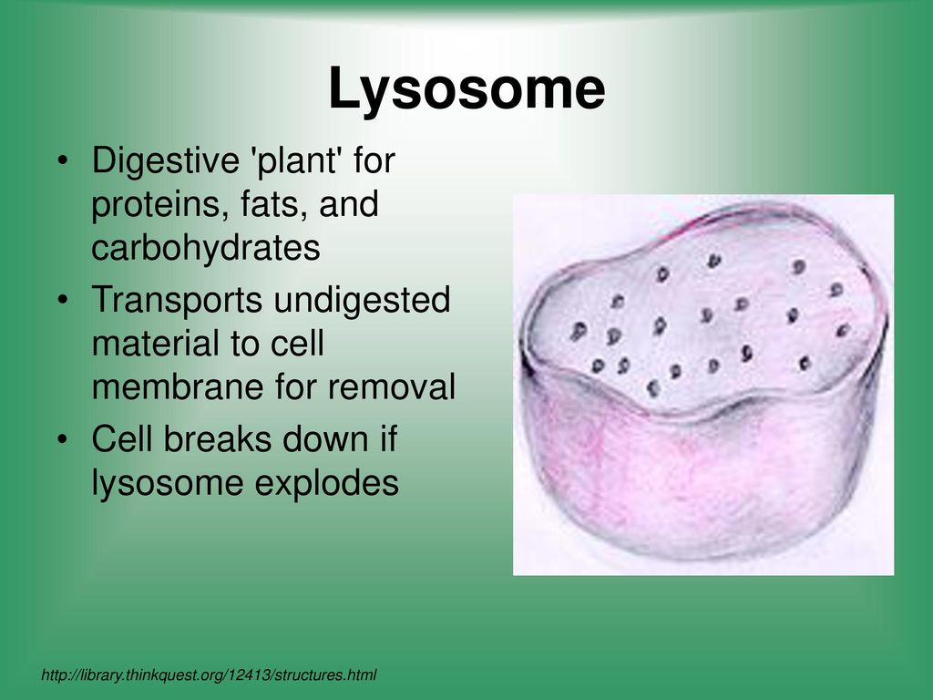 Lysosome Digestive plant for proteins, fats, and carbohydrates