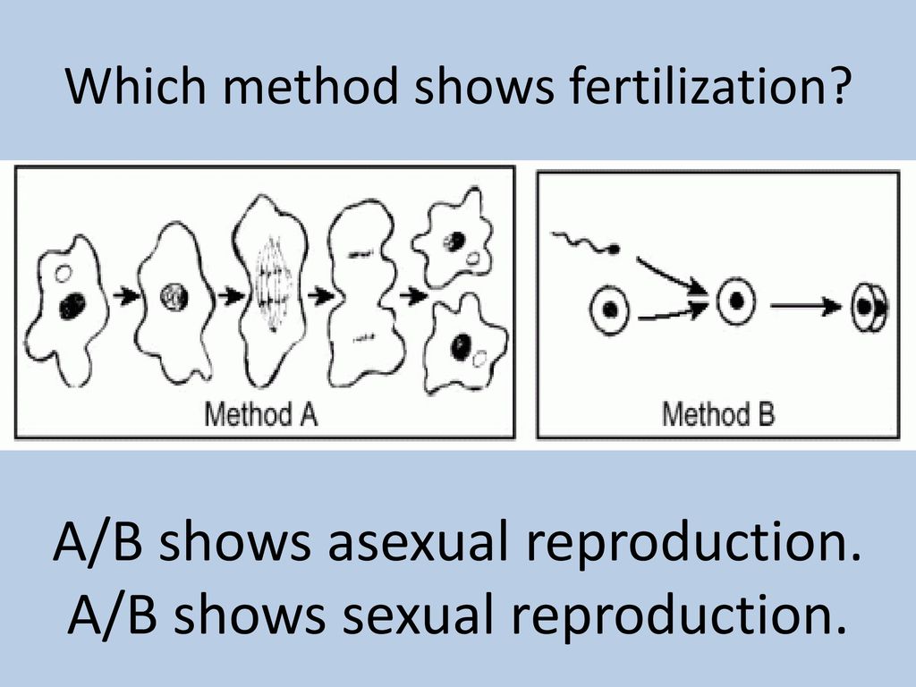 Which method shows fertilization
