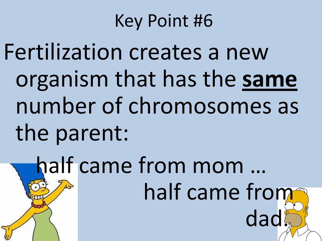 Key Point #6 Fertilization creates a new organism that has the same number of chromosomes as the parent: