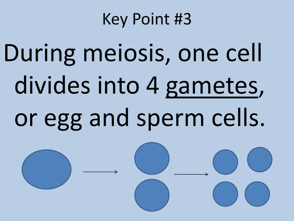 Key Point #3 During meiosis, one cell divides into 4 gametes, or egg and sperm cells.