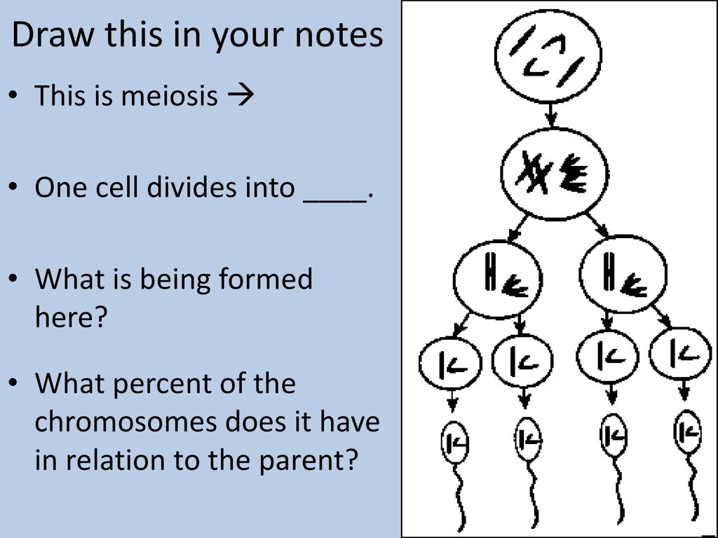 Draw this in your notes This is meiosis  One cell divides into ____.