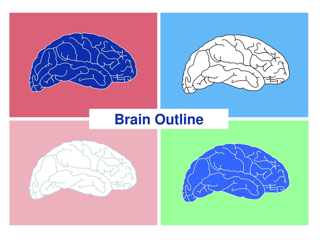 Brain Outline 1
