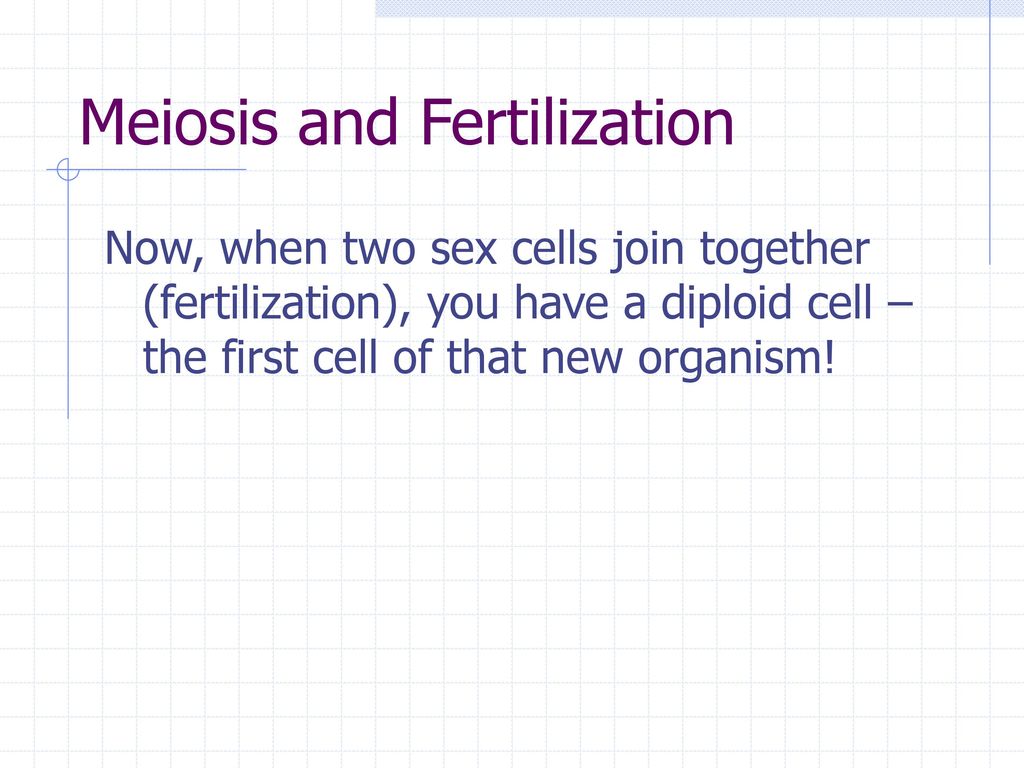 Meiosis and Fertilization