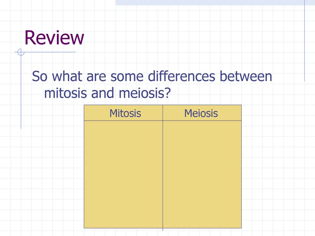 Review So what are some differences between mitosis and meiosis