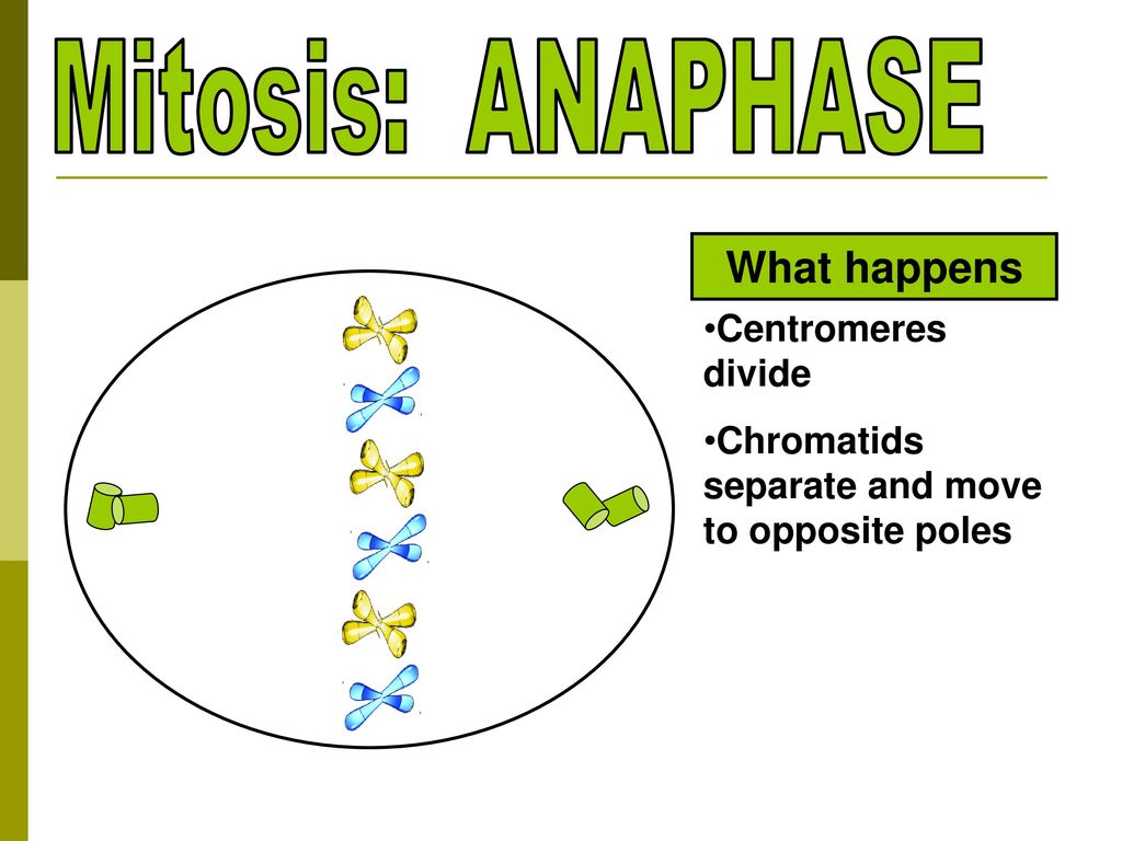 Mitosis: ANAPHASE What happens Centromeres divide