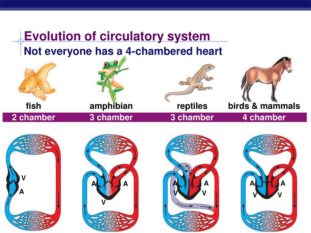 Circulatory System in Animals – Ch ppt download