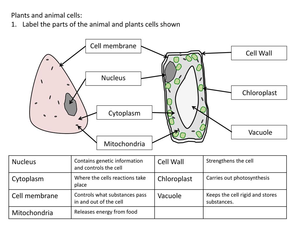 Plants and animal cells: