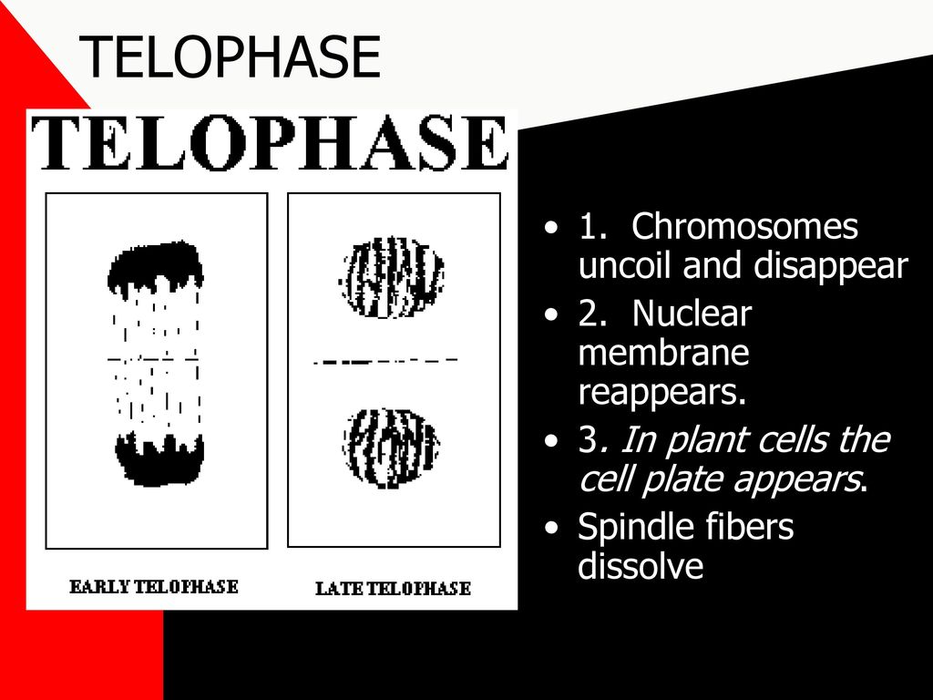 TELOPHASE 1. Chromosomes uncoil and disappear
