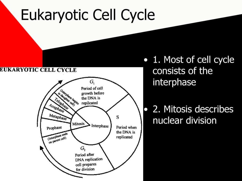 Eukaryotic Cell Cycle 1. Most of cell cycle consists of the interphase