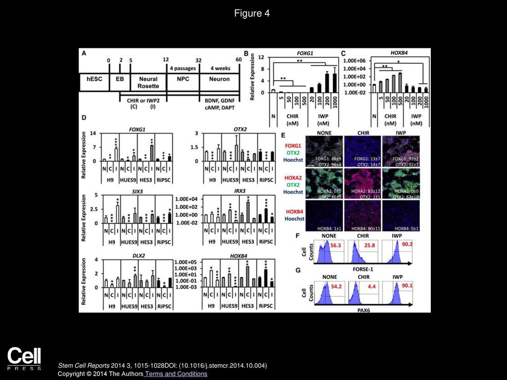 Figure 4 Exogenous Manipulation of WNT Signaling Reduces Heterogeneity in NPC Cultures.