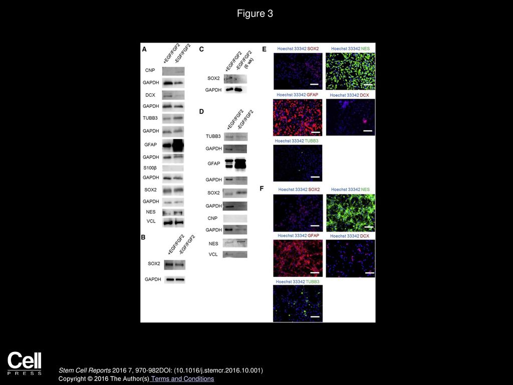 Figure 3 Off-Chip Analysis of ReNcell VM NPC Protein Expression in 2D Monolayer and 3D Matrigel Cultures.