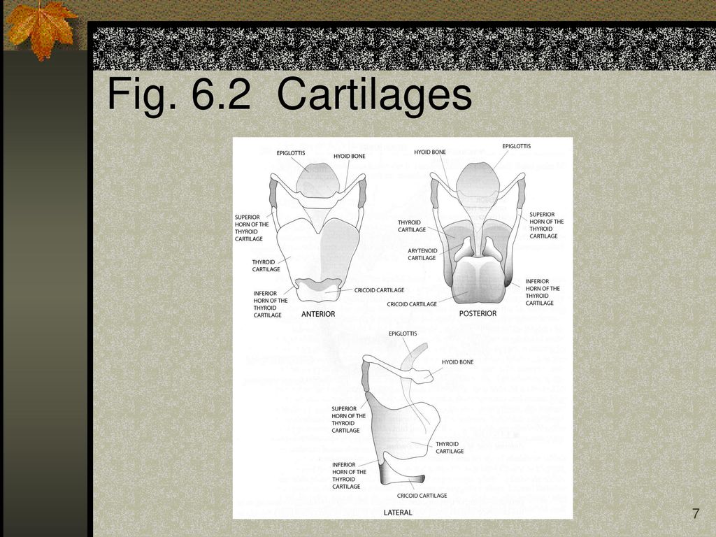 Fig. 6.2 Cartilages