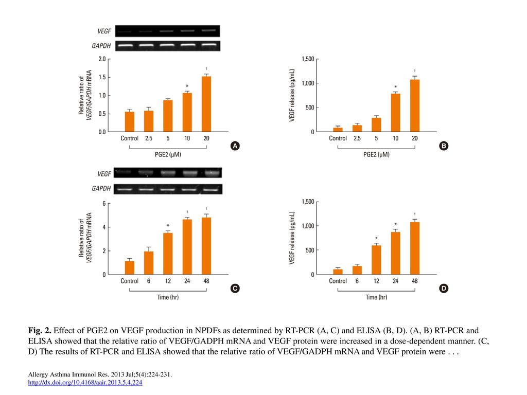 Fig. 2. Effect of PGE2 on VEGF production in NPDFs as determined by RT-PCR (A, C) and ELISA (B, D). (A, B) RT-PCR and ELISA showed that the relative ratio of VEGF/GADPH mRNA and VEGF protein were increased in a dose-dependent manner. (C, D) The results of RT-PCR and ELISA showed that the relative ratio of VEGF/GADPH mRNA and VEGF protein were increased in a time-dependent manner. Monolayer cultures were stimulated with PGE2 (10 mM), and the medium was harvested at varying time points followed by determination of VEGF levels by ELISA. The means±SE of data from six experiments are shown. *P<0.05 and †P<0.01 vs. control. VEGF, vascular endothelial growth factor; GAPDH, glyceraldehyde phosphate dehydrogenase; PGE2, prostaglandin E2; NPDF, nasal polyp derived fibroblast; RT-PCR, reverse transcription-polymerase chain reaction; ELISA, enzyme-linked immunosorbent assay; SE, standard error.