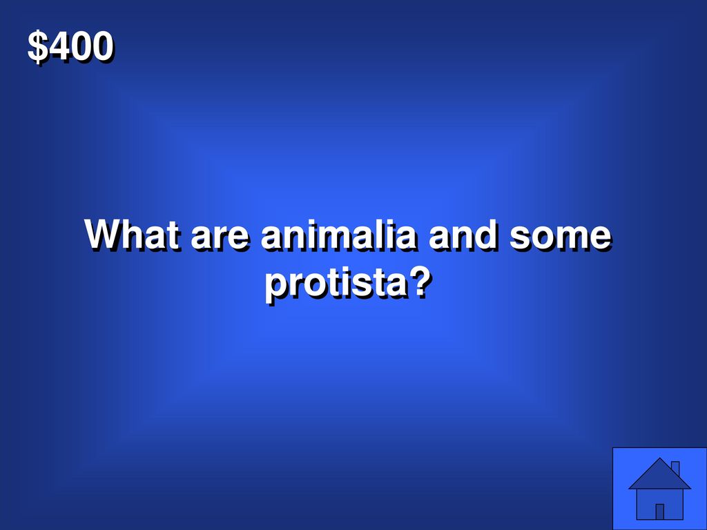 What are animalia and some protista