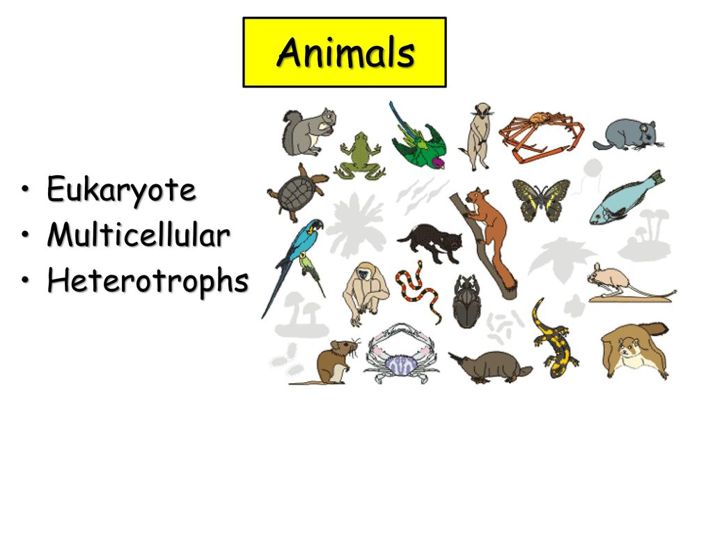 Animals Eukaryote Multicellular Heterotrophs