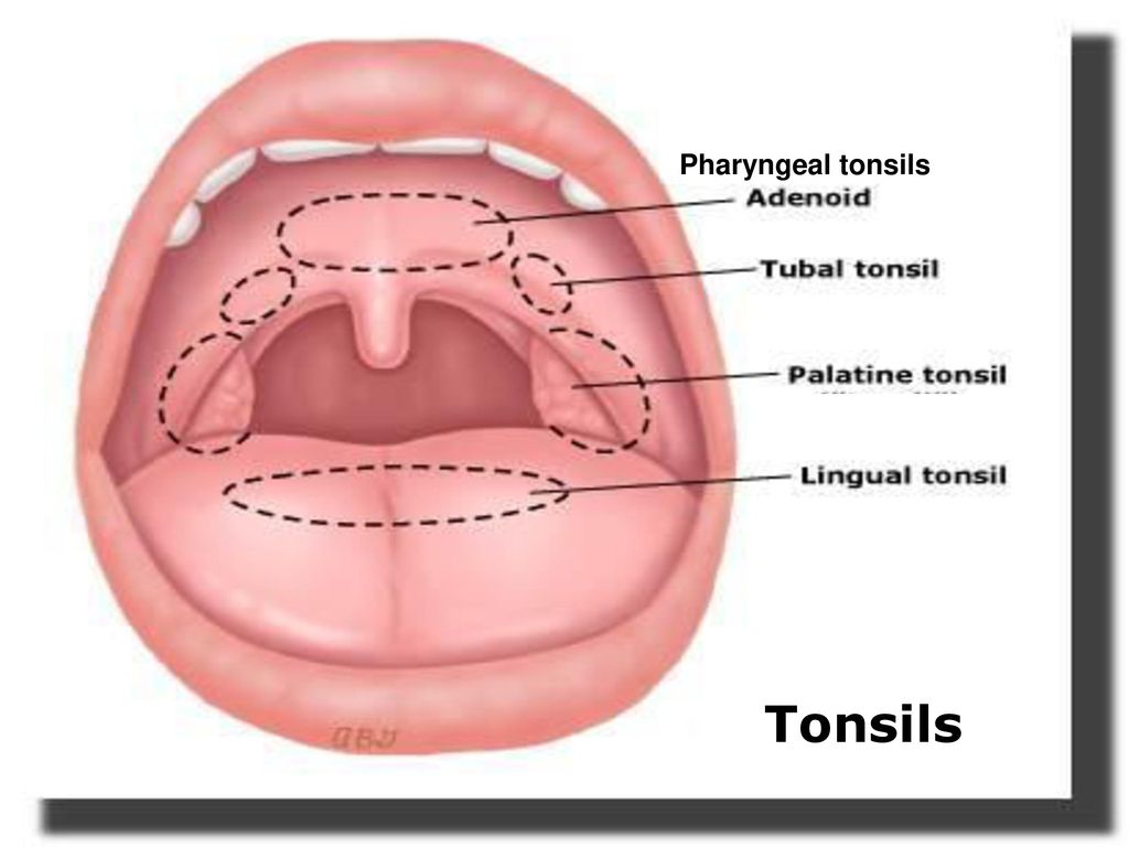 Alexandria endoscopic mouth tour uvula tonsils