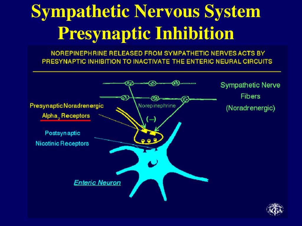 Sympathetic Nervous System Presynaptic Inhibition
