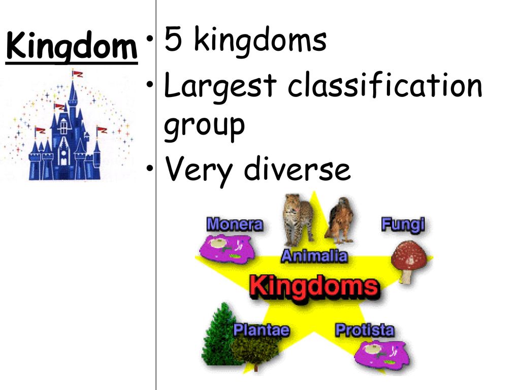 5 kingdoms Largest classification group Very diverse Kingdom