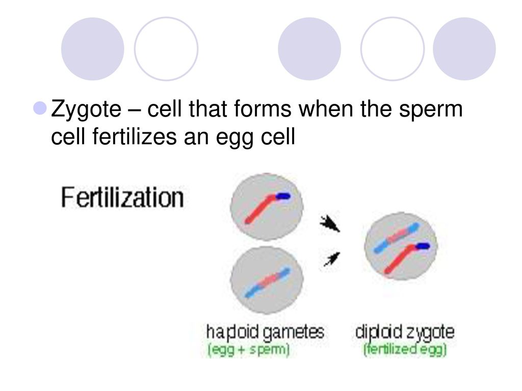 Zygote – cell that forms when the sperm cell fertilizes an egg cell