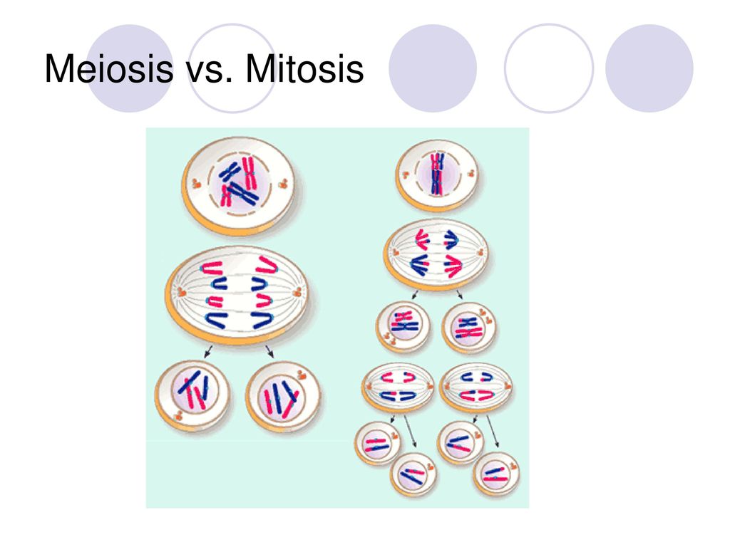 Meiosis vs. Mitosis