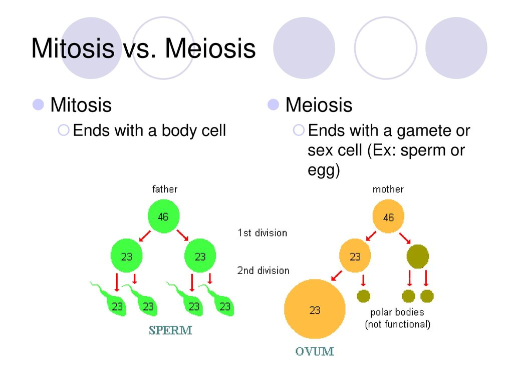 Mitosis vs. Meiosis Mitosis Meiosis Ends with a body cell