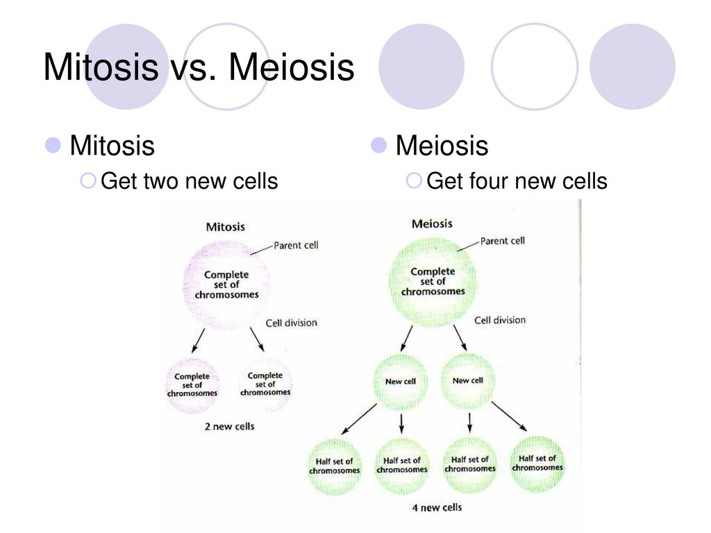 Mitosis vs. Meiosis Mitosis Meiosis Get two new cells