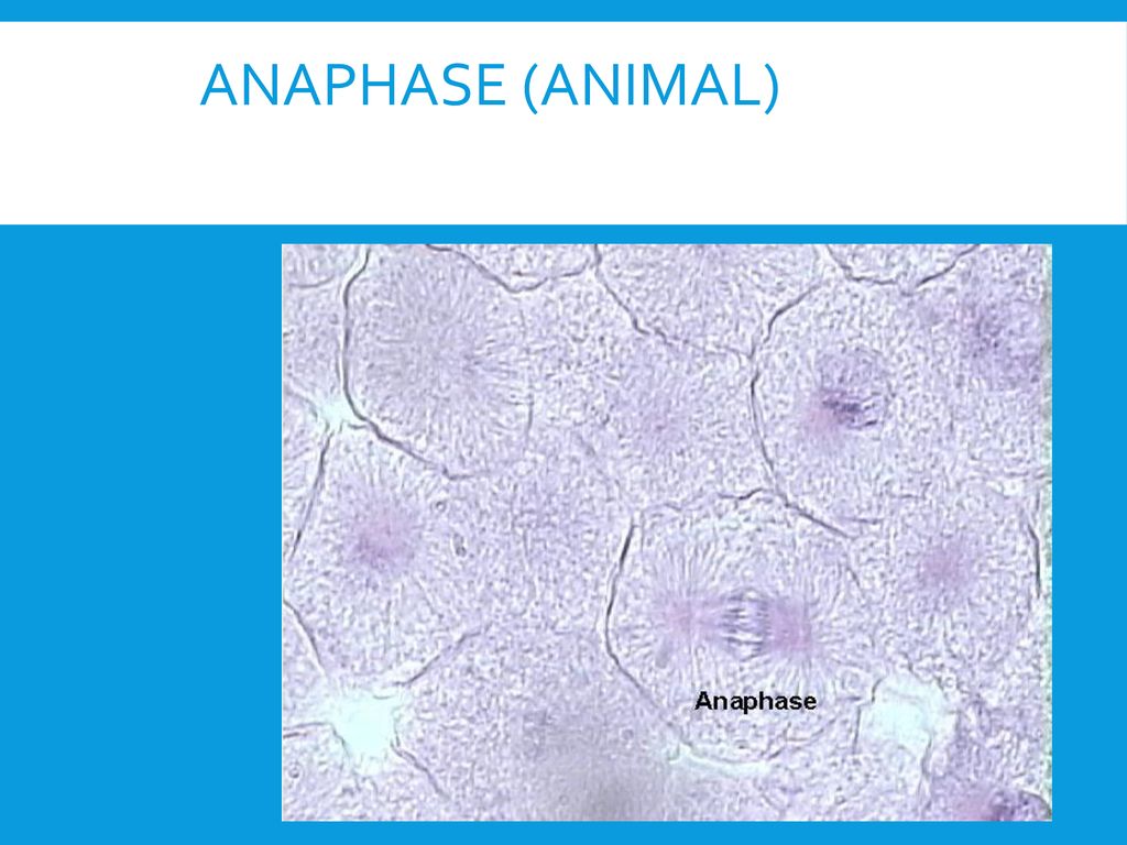 Anaphase (Animal)