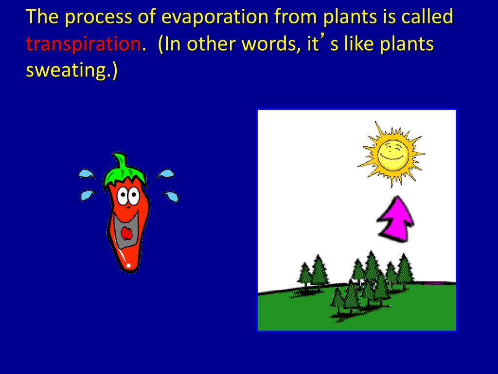 The process of evaporation from plants is called transpiration