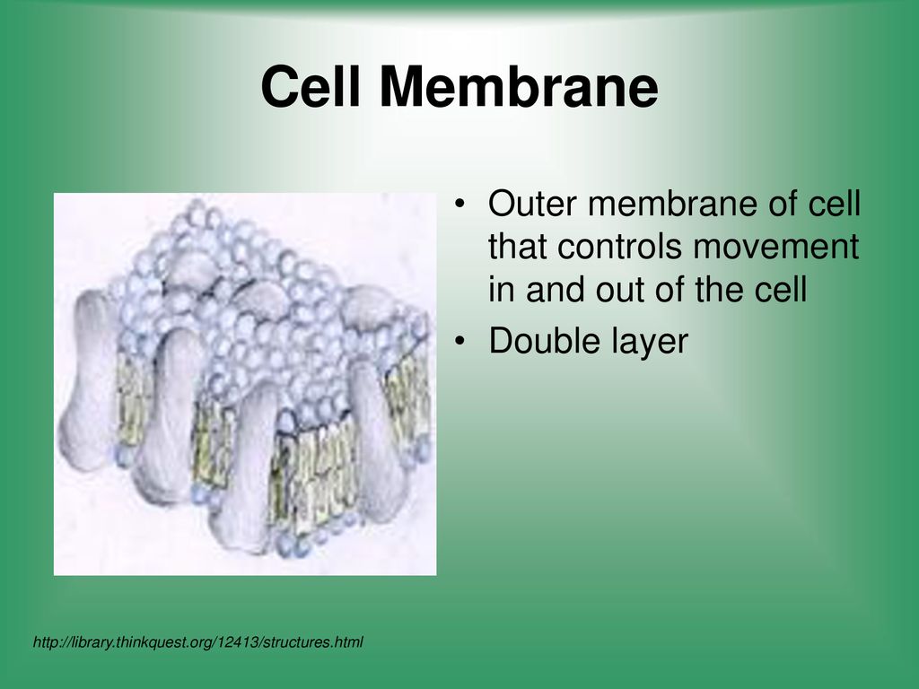 Cell Membrane Outer membrane of cell that controls movement in and out of the cell. Double layer.