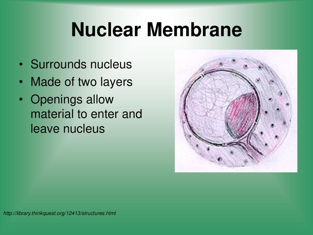 Nuclear Membrane Surrounds nucleus Made of two layers