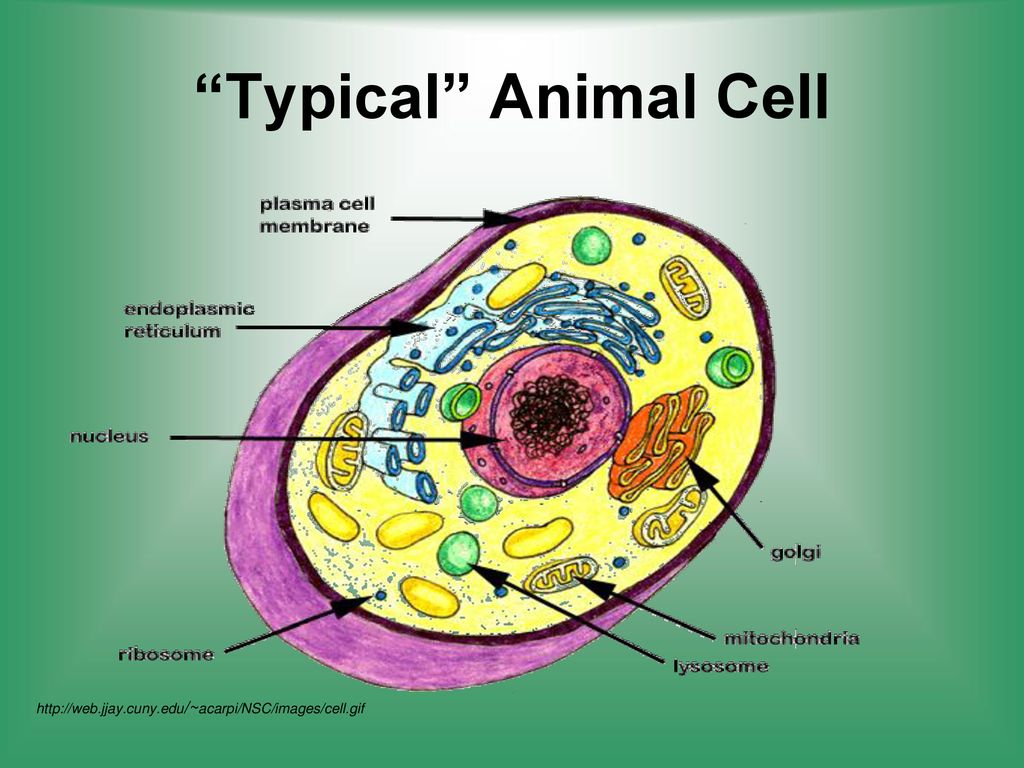 Typical Animal Cell