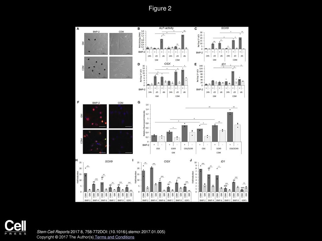Figure 2 Serum-free Pre-conditioning led to Enhanced BMP-2-Induced Osteochondrogenic Differentiation In Vitro.