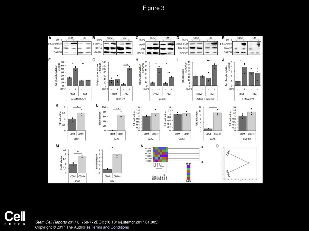 Figure 3 Altered Pathway Activation upon Pre-conditioning with CD34+ Cells Displaying a More Potent Osteochondro-Progenitor Cell Population.