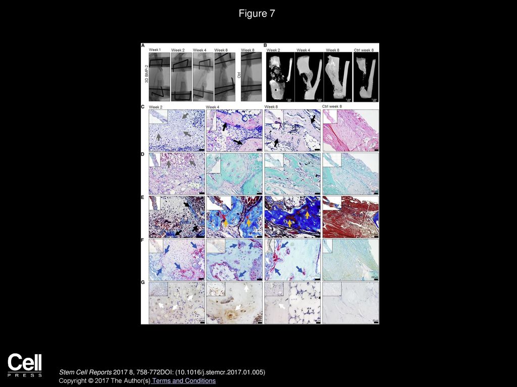 Figure 7 The In Vitro Primed Cell-based Tissue Construct Led to the Healing of a Critical Size Long-Bone Defect.