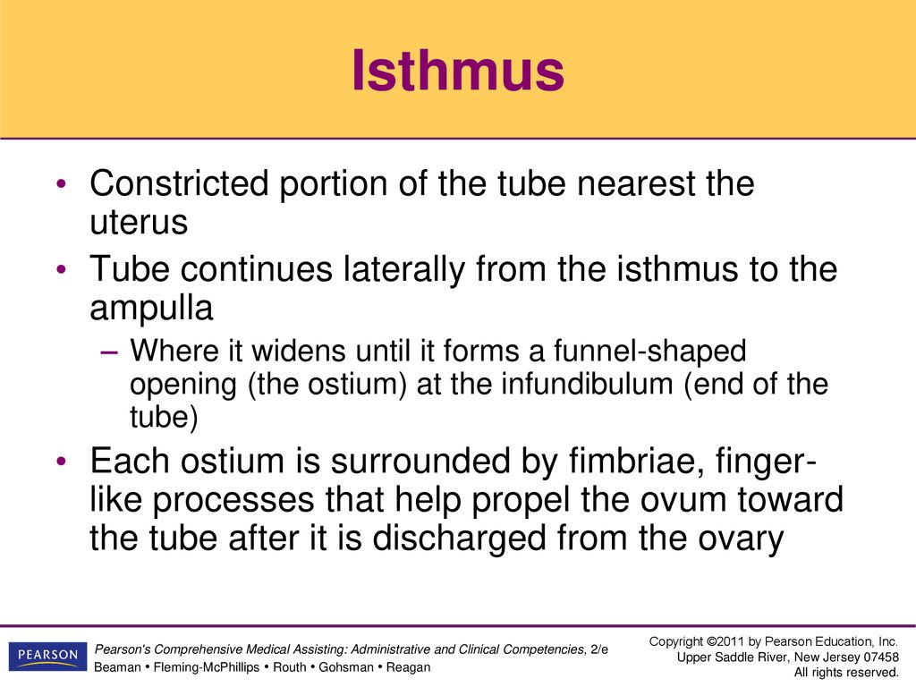 constricted,scratched isthmus constricted portion of the tube nearest the uterus tube