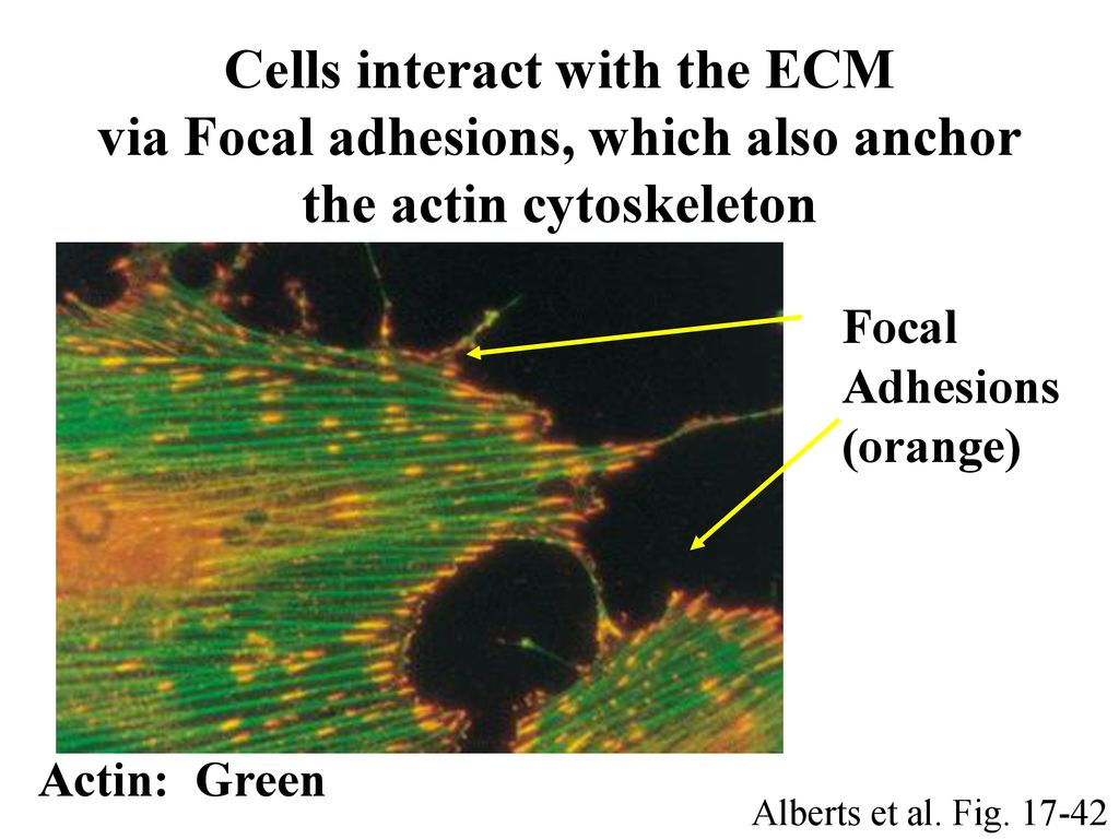 Cells interact with the ECM via Focal adhesions, which also anchor