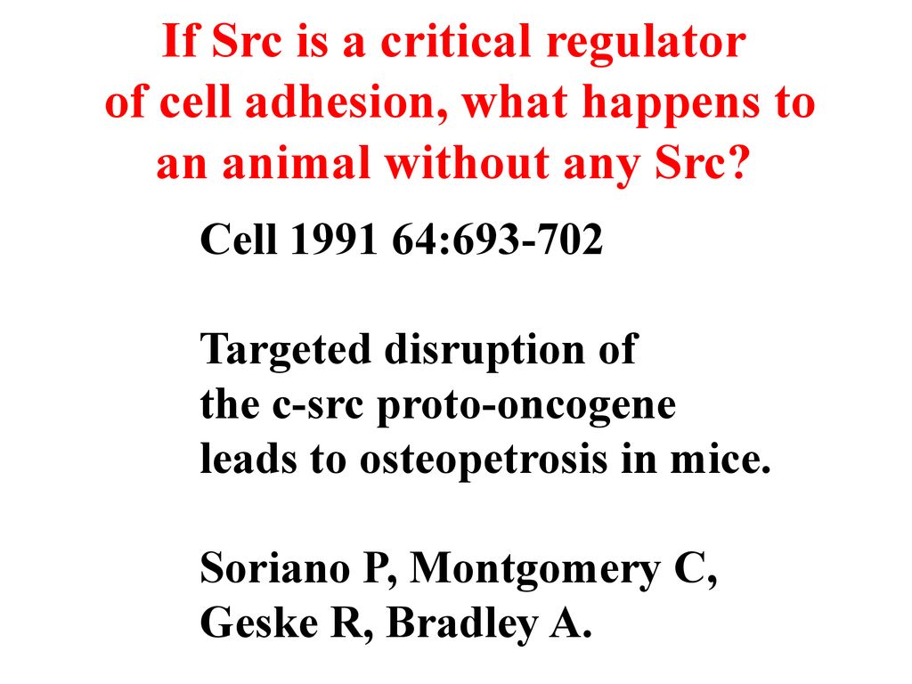 If Src is a critical regulator of cell adhesion, what happens to