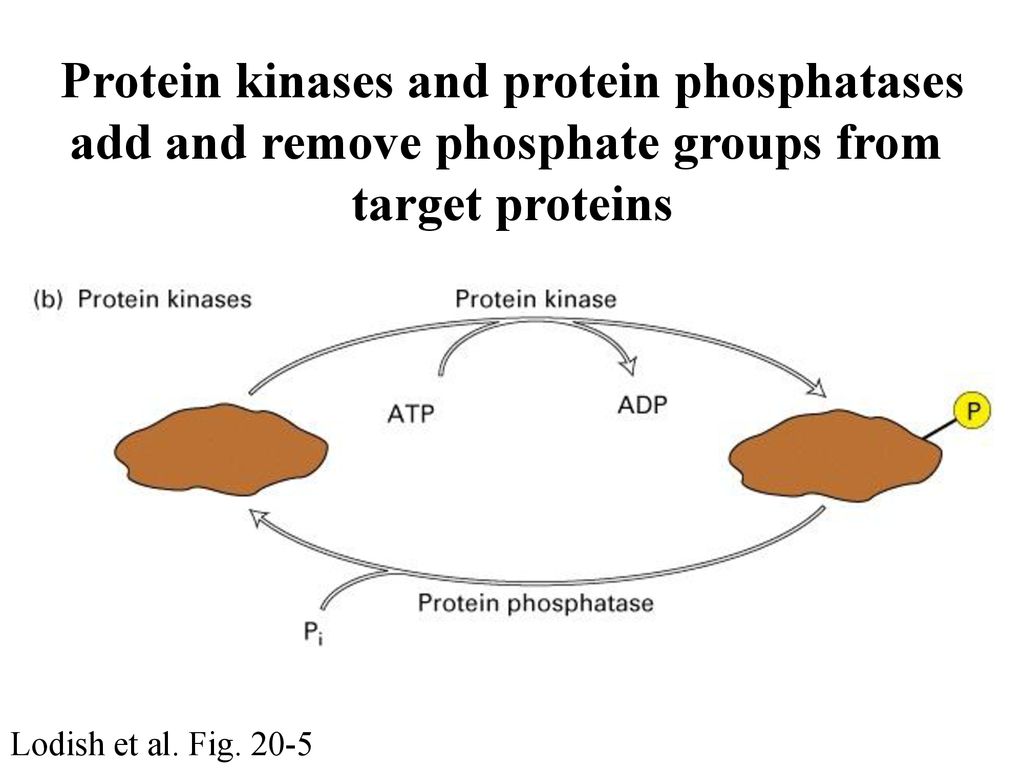 Protein kinases and protein phosphatases