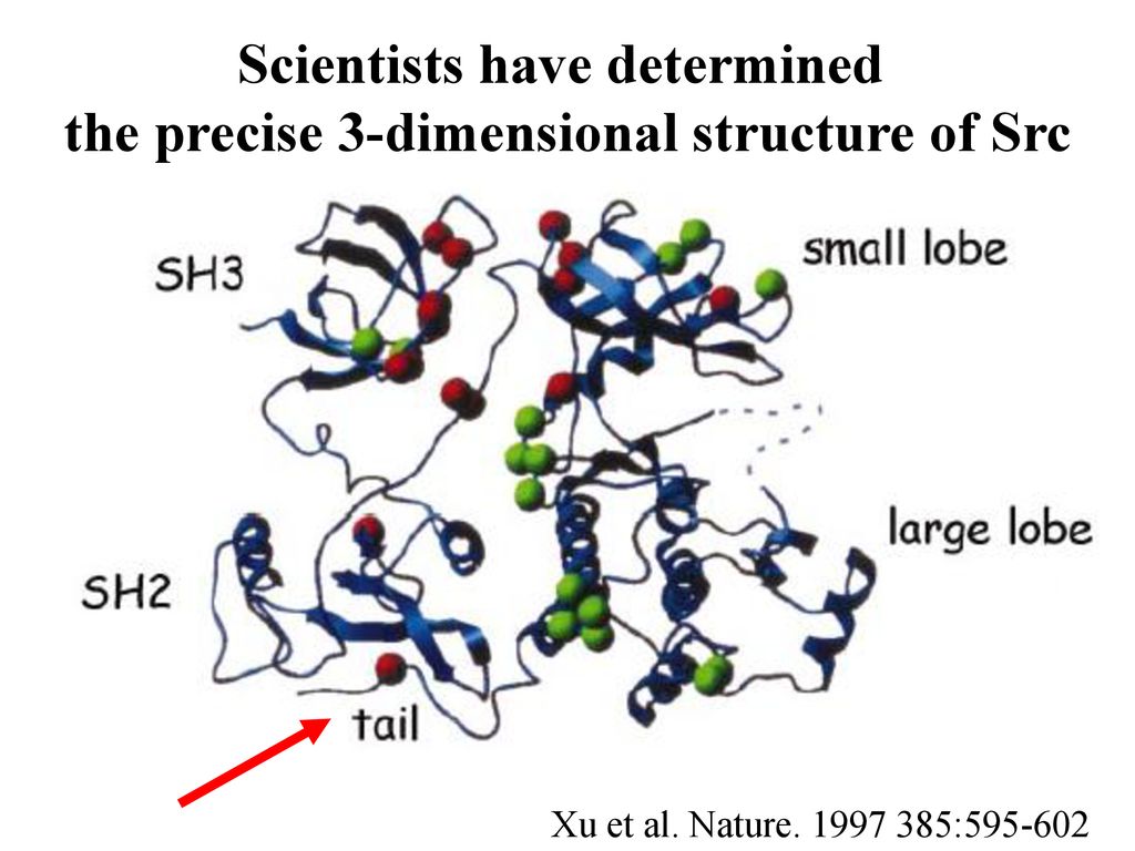 Scientists have determined the precise 3-dimensional structure of Src