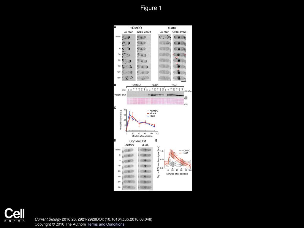 Figure 1 Latrunculin A Treatment Causes Both CRIB Dispersal from Cell Tips and Sty1 MAP Kinase Activation.