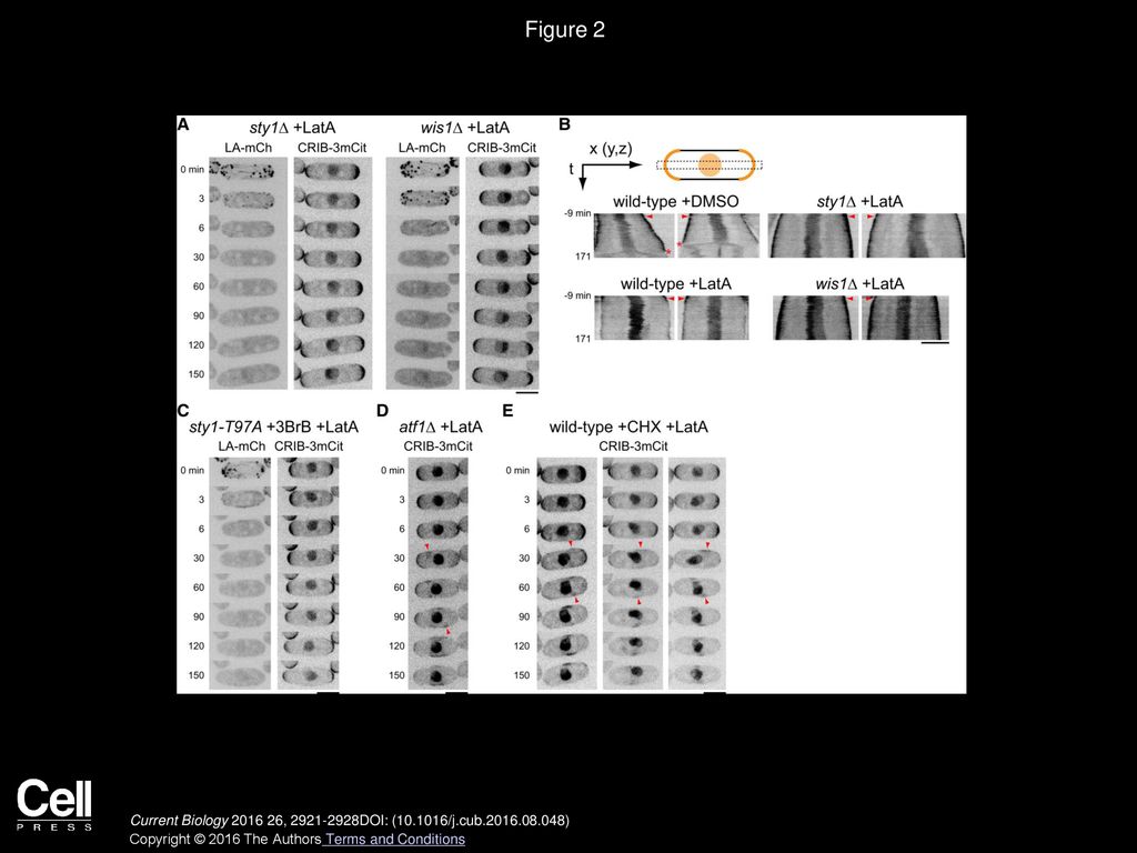 Figure 2 CRIB Dispersal by Latrunculin A Requires the Sty1 MAPK Pathway but Not Sty1-Dependent Gene Expression.