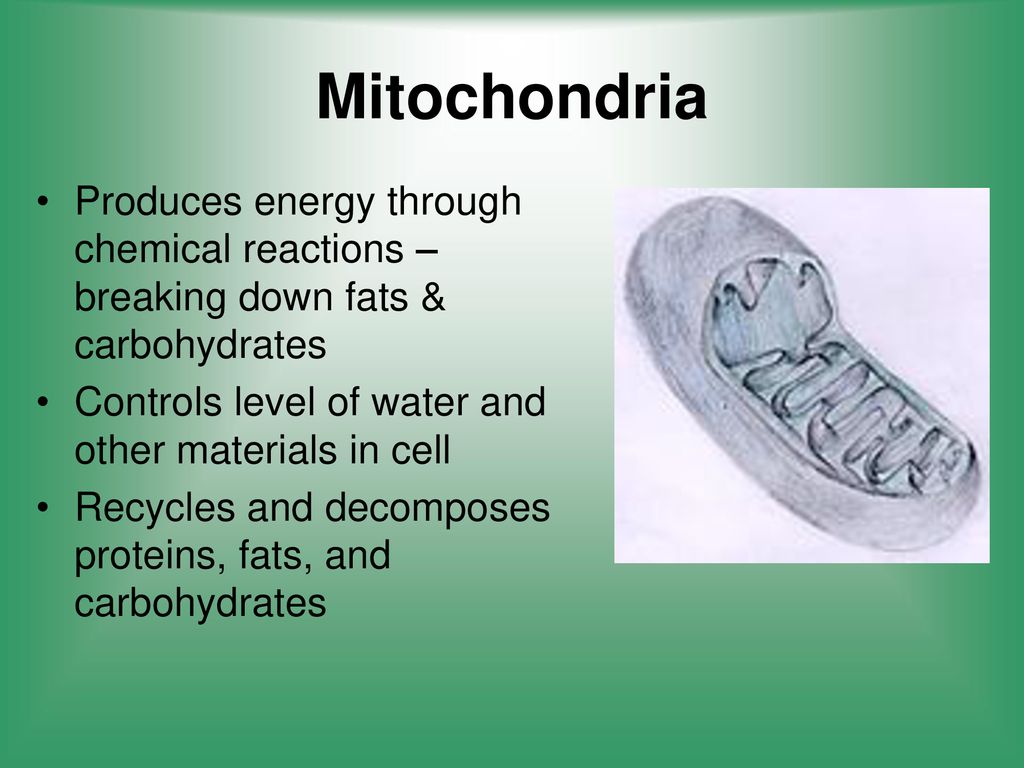 Mitochondria Produces energy through chemical reactions – breaking down fats & carbohydrates. Controls level of water and other materials in cell.