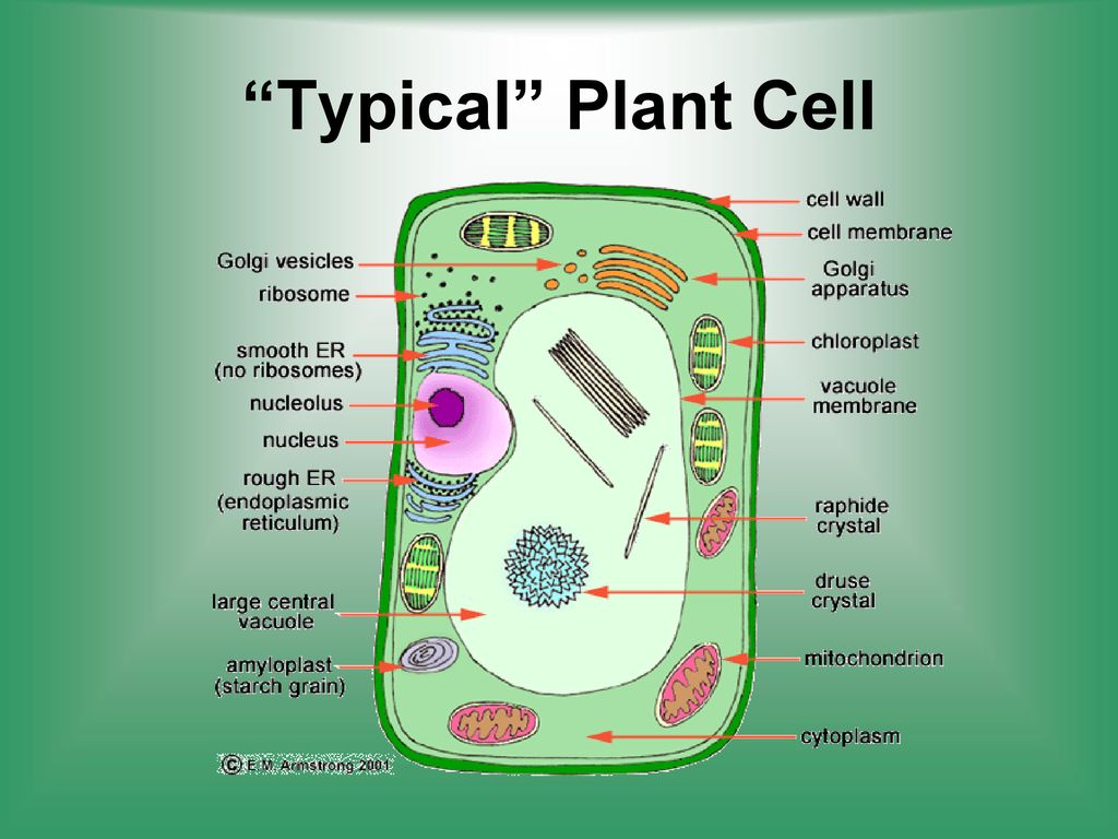 Typical Plant Cell