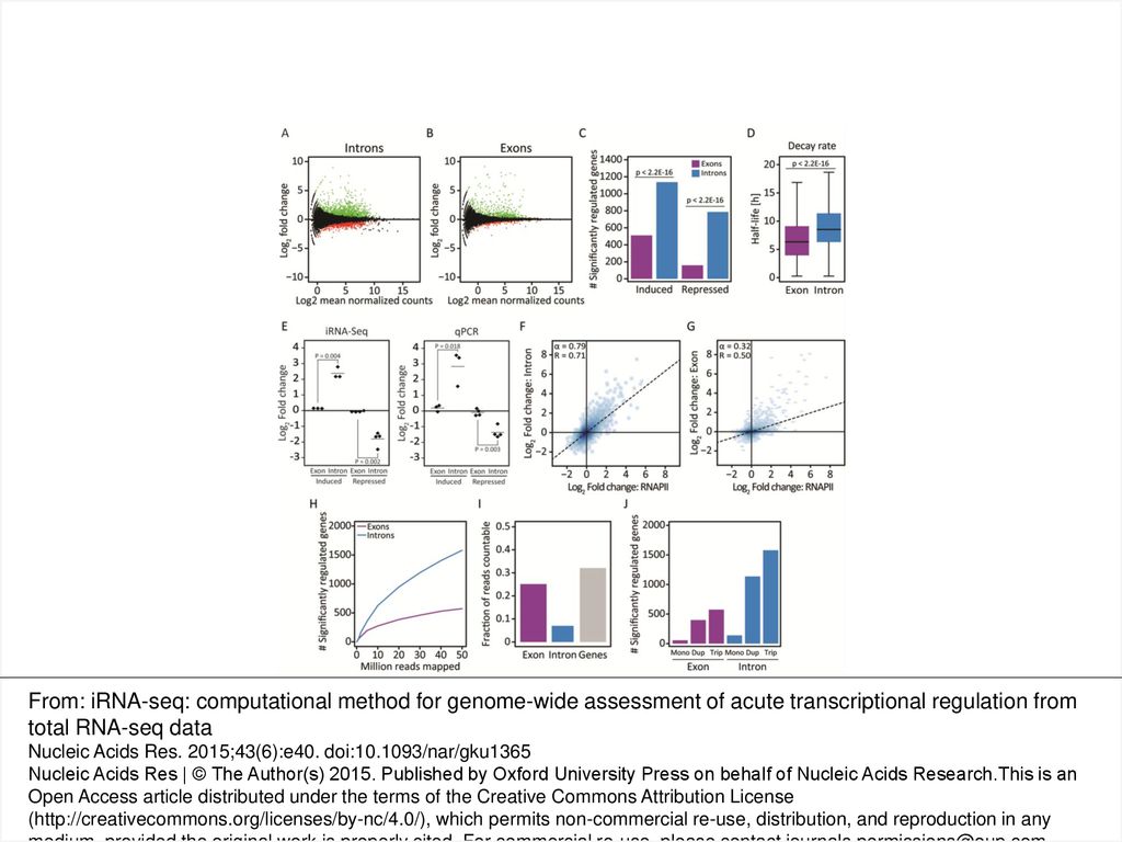 Figure 3. Use of iRNA-seq for determination of acute transcriptional changes in response to TNF. Following 10 days in vitro differentiation, human SGBS adipocytes were treated with vehicle or TNF for 90 min before harvest of RNA for total RNA-seq and chromatin for RNAPII ChIP-seq. (A and B) MA-Plots illustrating fold changes (log2) and mean expression values (log2 normalized mean tag count) for exon (A) or intron (B) reads within RefSeq gene bodies in control versus TNF-stimulated SGBS adipocytes. Green and red dots represent genes that were determined to be up- and down-regulated, respectively, using edgeR (FDR < 0.01). (C) Bar diagram illustrating the number of genes identified to be significantly induced or repressed in intron and exon mode. A Fisher exact test was used to investigate dependency between the number of significant genes and the analysis method. (D) Boxplots illustrating mRNA half-lives of genes identified as differentially expressed using exon versus intron reads. mRNA half-lives were obtained from (27). The significance of the difference between medians was tested using a Wilcoxon signed-rank test. (E) Strip chart comparing the TNF-induced change in expression of a subset of regulated genes (CFH, CTSZ, LYRM4, ADH1B, TMEM170B, VSTM4 and MARC1) in human SGBS adipocytes at exon and intron level using iRNA-seq and qPCR. (F and G) Correlation between changes in RNAPII occupancy and fold changes determined by iRNA-seq in intron (F) or exon (G) mode. To avoid noise from lowly expressed genes, independent filtering on average expression was used to remove the least expressed 30% of genes for each method before the pairwise comparisons. (H) Graph illustrating dependency on sequencing depth of iRNA-seq performance in intron and exon mode in terms of number of differentially expressed genes (FDR ≤ 0.01) detected. (I) Bar diagram illustrating the fraction of countable reads mapping to unique genes, exons or introns. (J) Bar diagram illustrating how iRNA-seq performance using intron reads (blue) and exon reads (purple) depends on biological replicates. Each total RNA-seq sample was subsampled to 50 million reads, and the number of differentially regulated genes (FDR ≤ 0.01) using monoplicates, duplicates and triplicates were determined. For the 3 monoplicates and the 3 possible combinations of duplicates, the median numbers of differentially regulated genes were plotted.