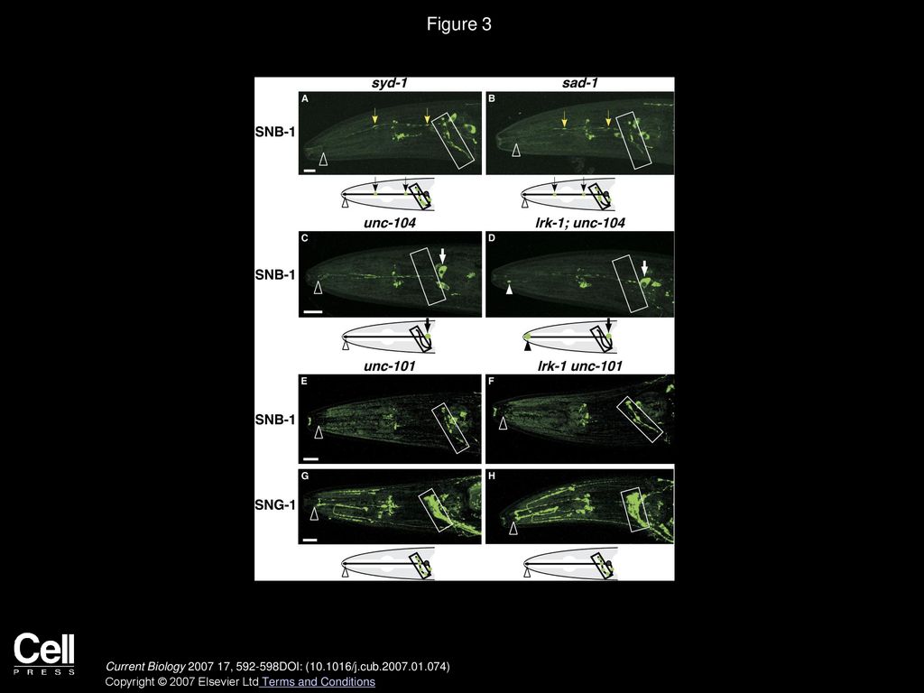 Figure 3 The Effects of syd-1, sad-1, unc-104, and unc-101 Mutations on SV Localization and lrk-1 Phenotypes.